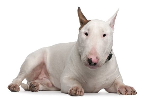 bull-terrier