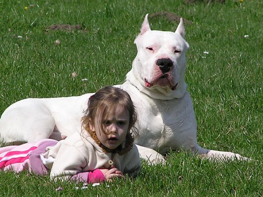 dogo-argentino