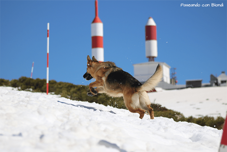 Senderismo con perro
