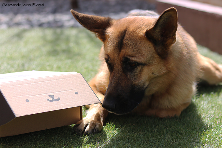 El lado más solidario de Patasbox