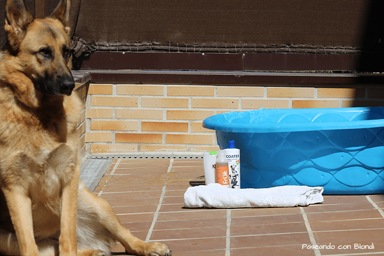 Bañera de perros