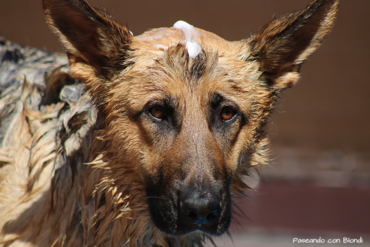 ¿Cómo sobrevivir al baño perruno?