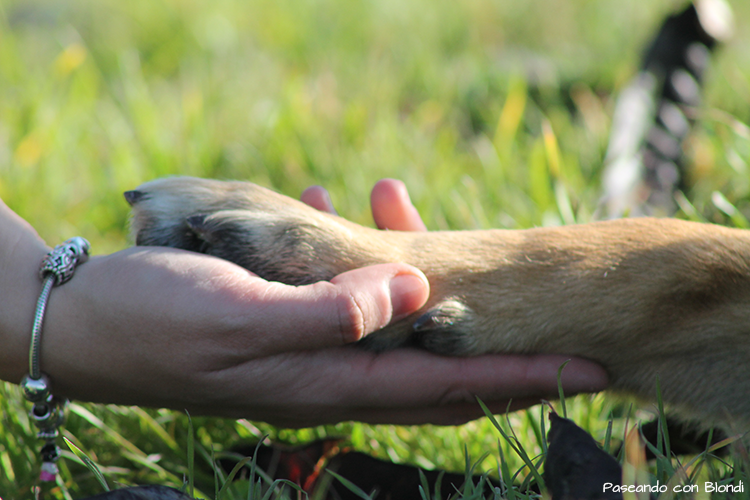 ¿Como conseguir el vínculo con tu perro?