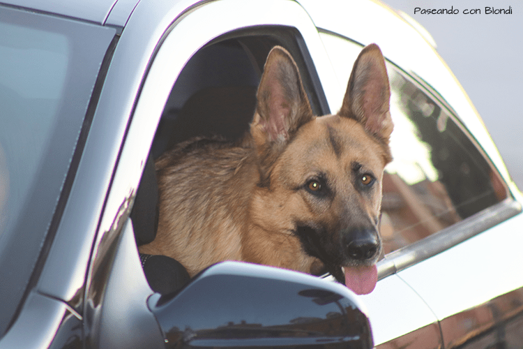 blondi-en-el-coche