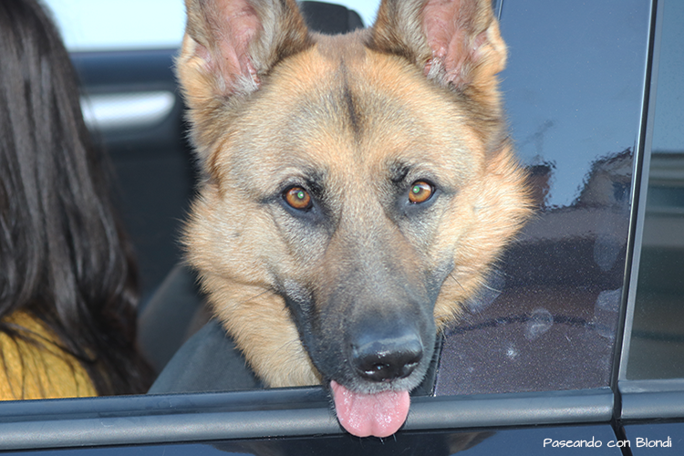 ¿Qué puedo hacer si mi perro tiene miedo al coche?