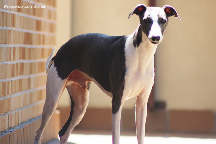 ¿Cómo cuidar a un perro que no es tuyo?