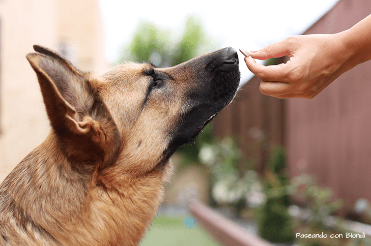 pastilla perro