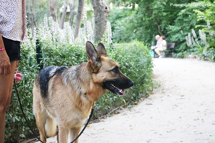 blondi-en-el-parque.png