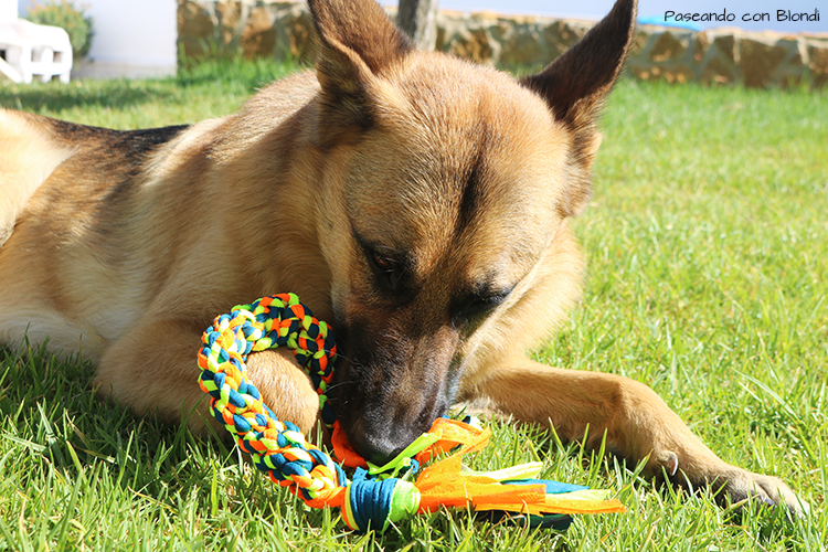 juguete-casero-perro