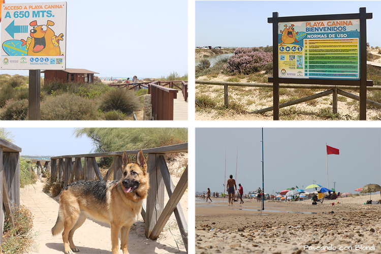 playa-canina-camposoto.png