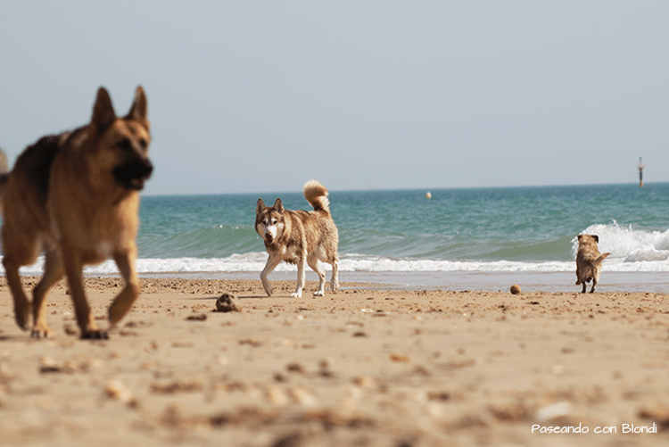 playa-perros-caidz