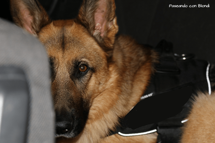 mi-perro-tiene-miedo-al-coche