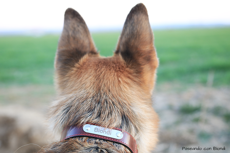 Accesorio imprescindible para nuestro perro