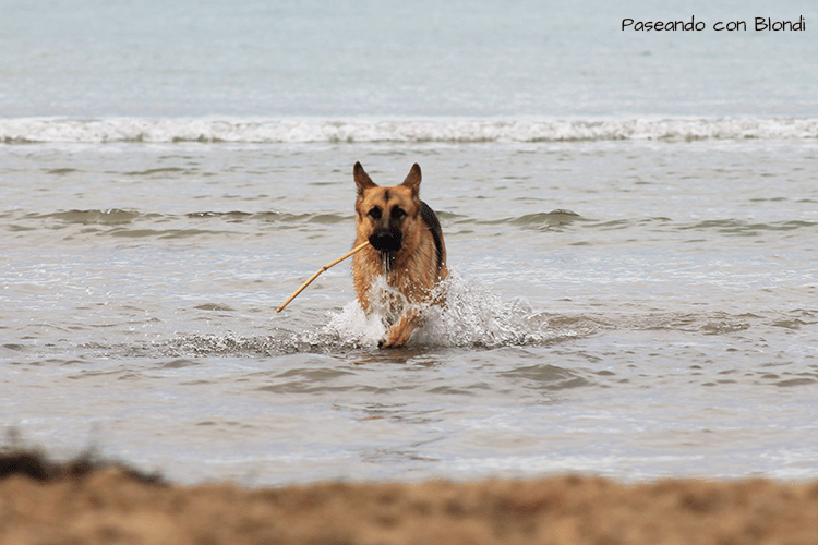 playa-canina-tarragona.png