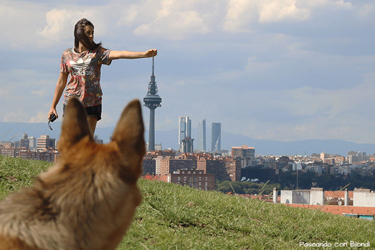 vistas-Madrid-perro.png