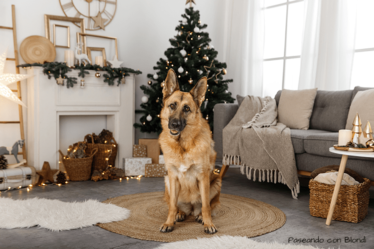 navidad-perro