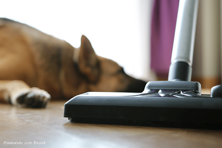 aspiradora-perros-pelo