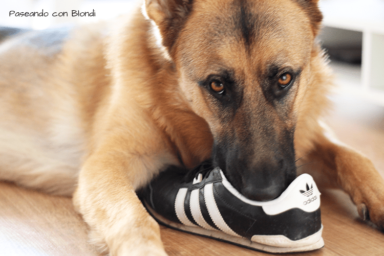 perro-instagramer-2019