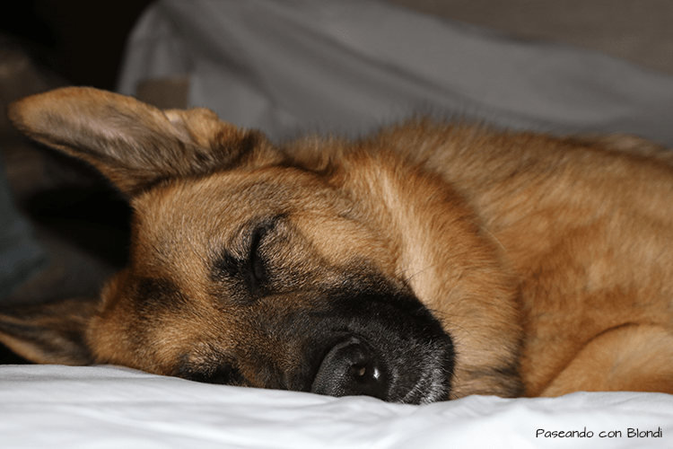perro-en-la-cama.png