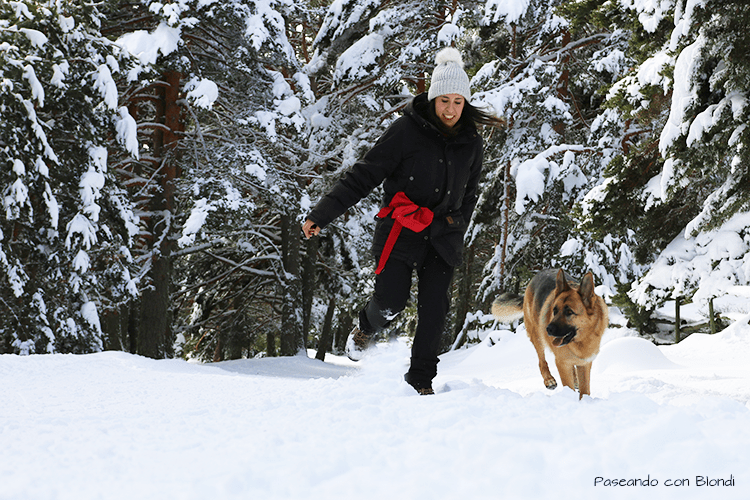 nieve-con-perro