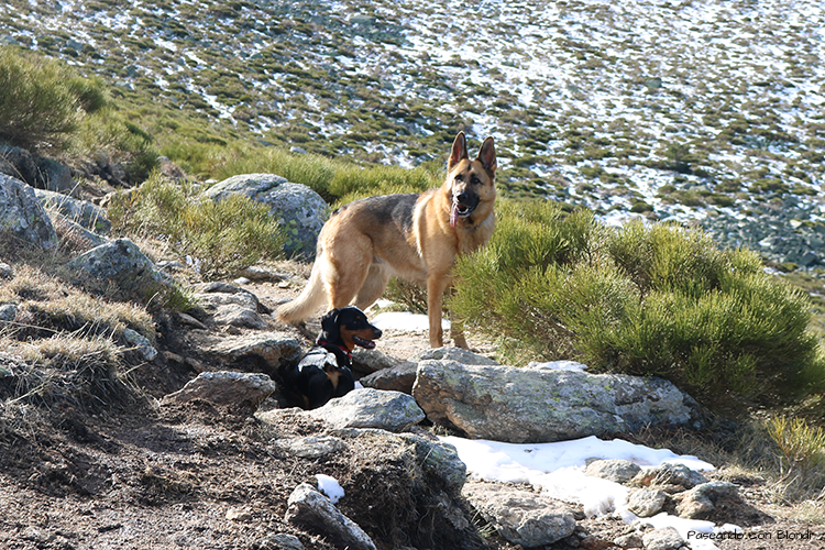 perros-sierra-madrid