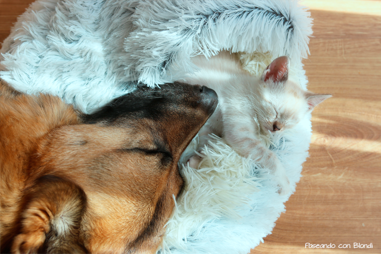 La adaptación entre un perro y un gato
