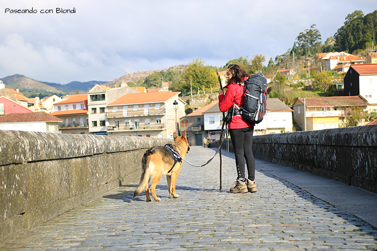 consejos-camino-santiago-con-perro.png