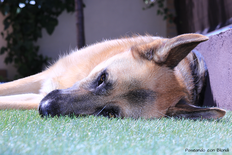 ¿Existe la depresión postvacacional en perros?