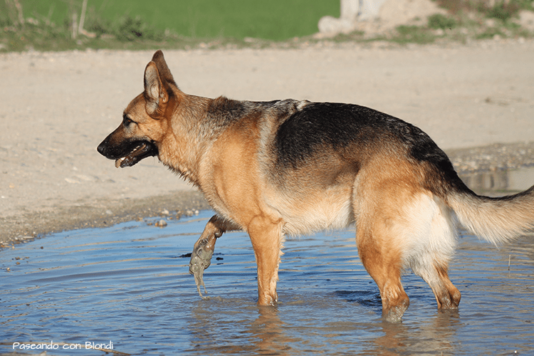 perro-en-charco.png