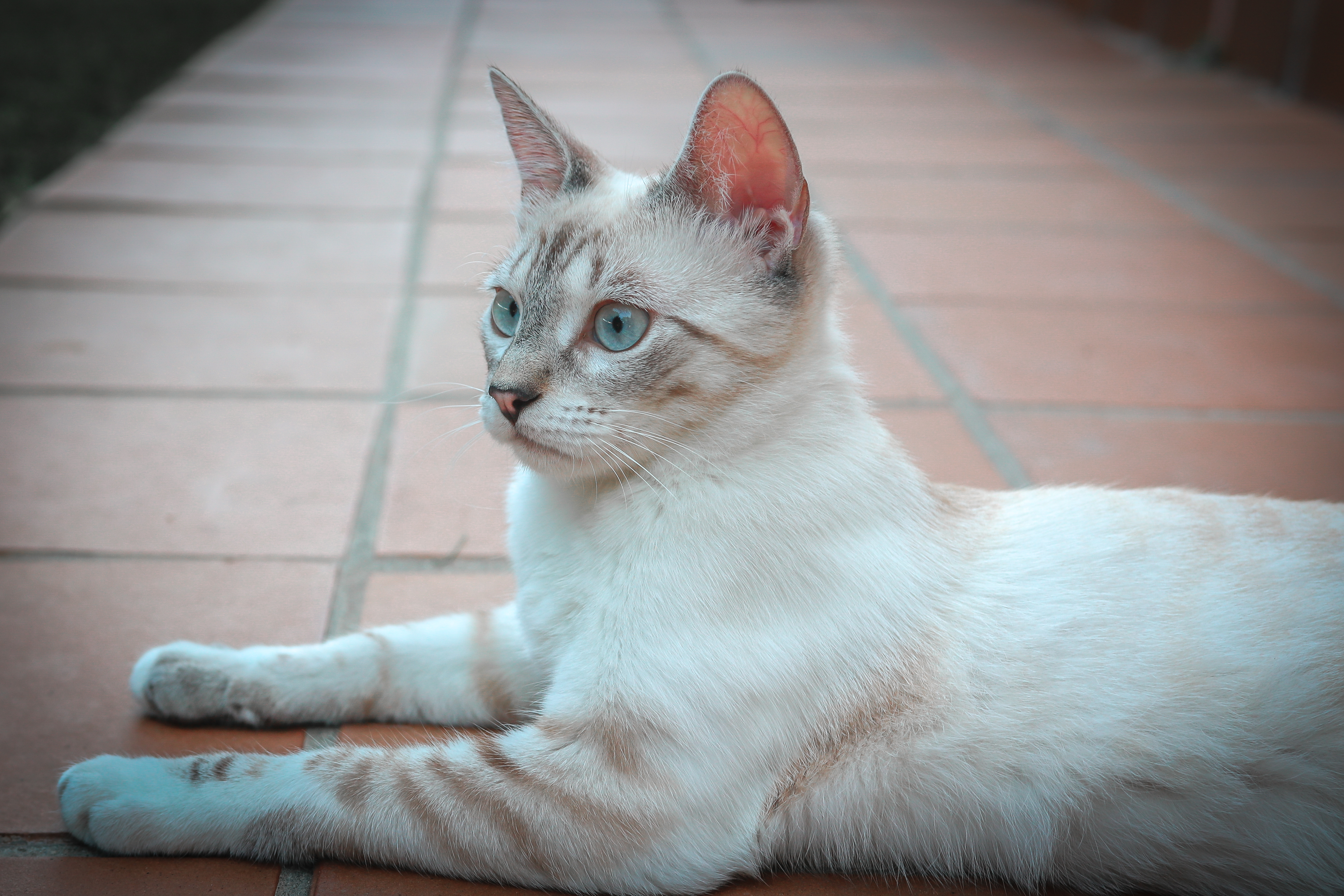 Castrar a un gato, ¿sí o no?