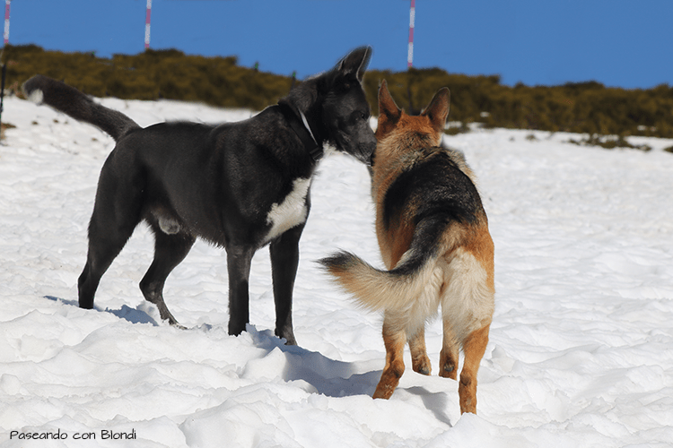 perros-en-la-nieve