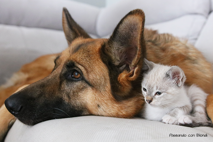 La 1º guía gratuita sobre cómo hacer la presentación perro y gato