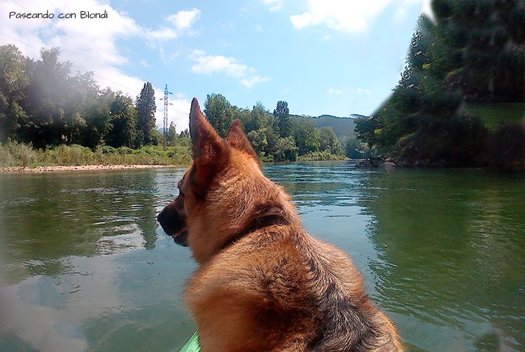 canoa-perro-asturias.png
