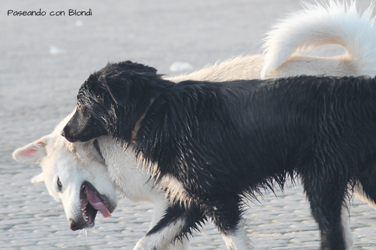 prevenir-pelea-perros