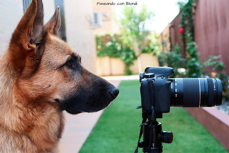 fotografiar a tu perro