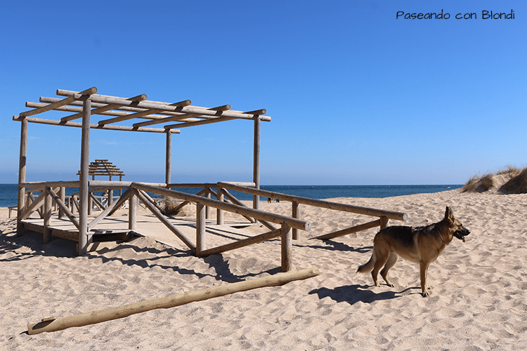 playas-caninas-andalucia.png