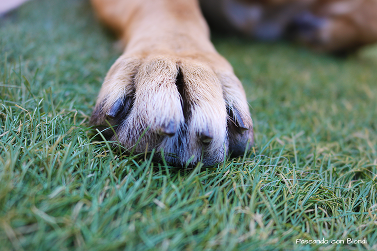 ¿Cómo cortar las uñas a nuestro perro?