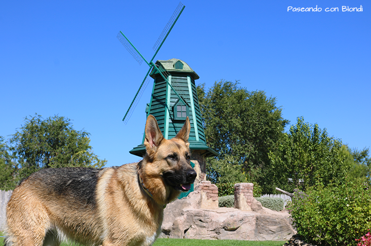 molino-amsterdam-perro