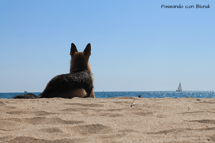 playa-canina-girona.png
