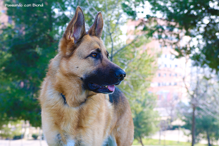 adoptar-pastor-alemán
