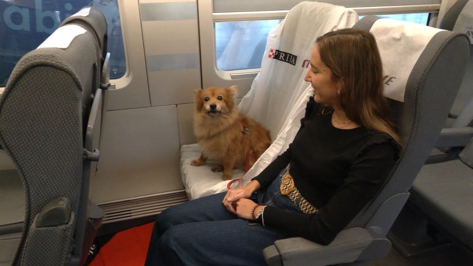 Viajar en AVE con perro grande: todo lo que necesitas saber sobre la nueva normativa de Renfe 2026